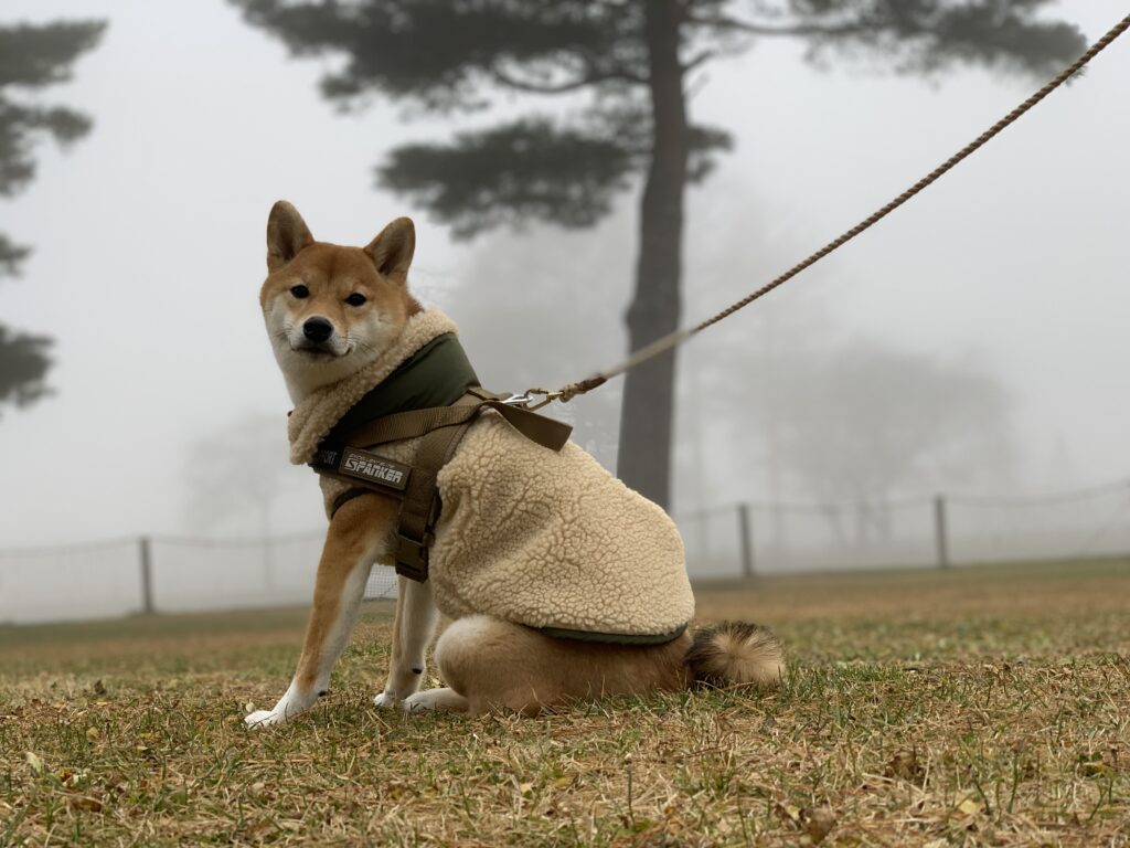 霧の中