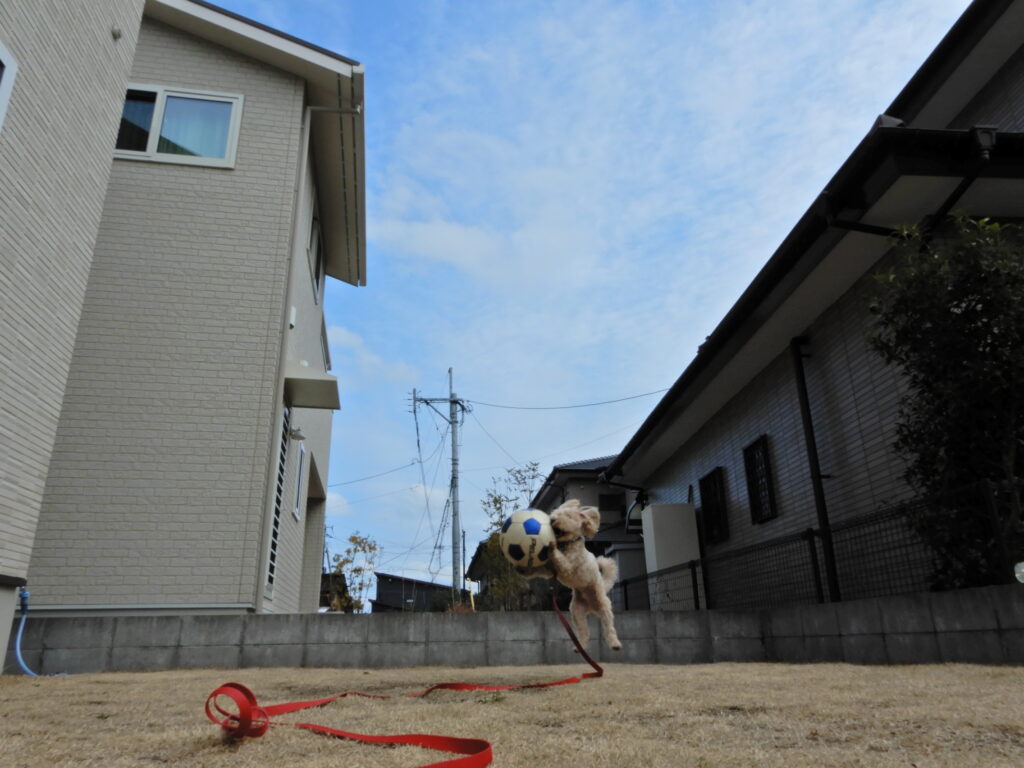 ぼくのボールだよ！絶対。離さないから。