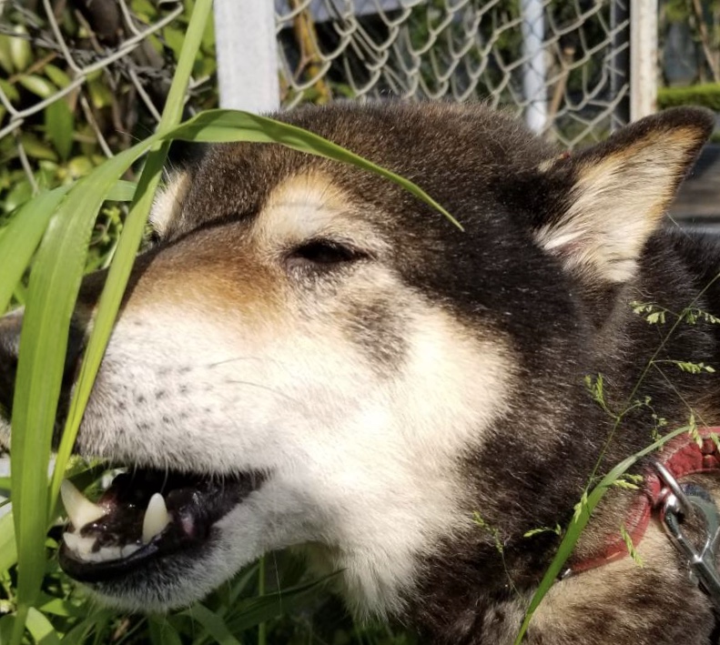 道草食ってまーす