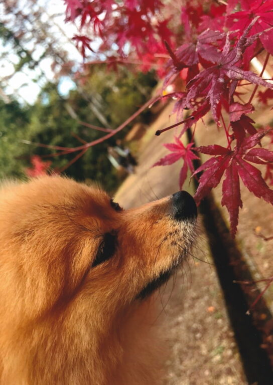 初めてのもみじ。香りするかなぁ？